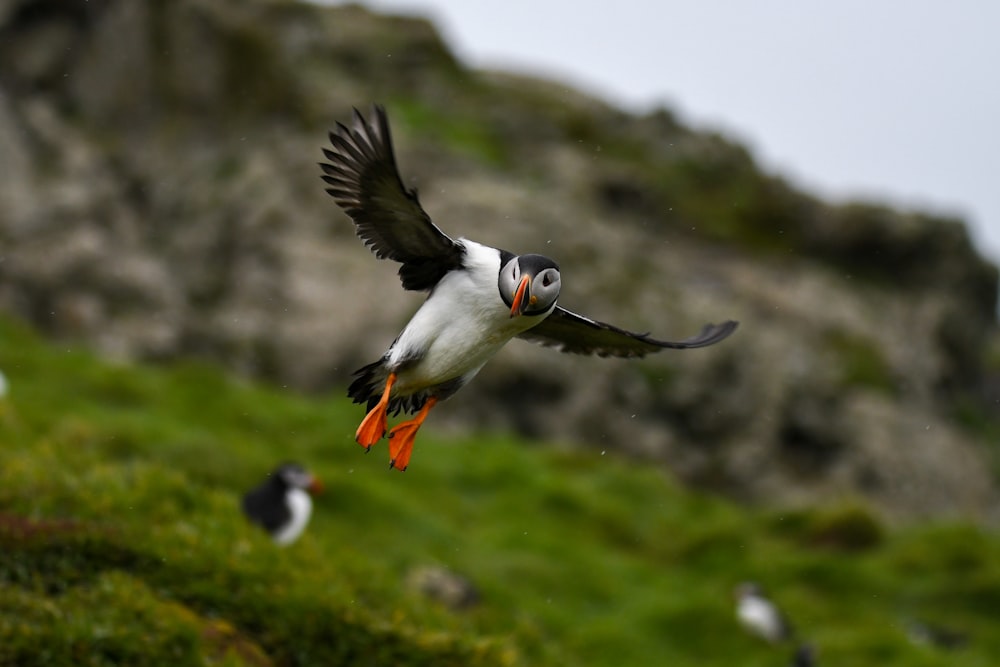 a black and white bird flying over a lush green hillside