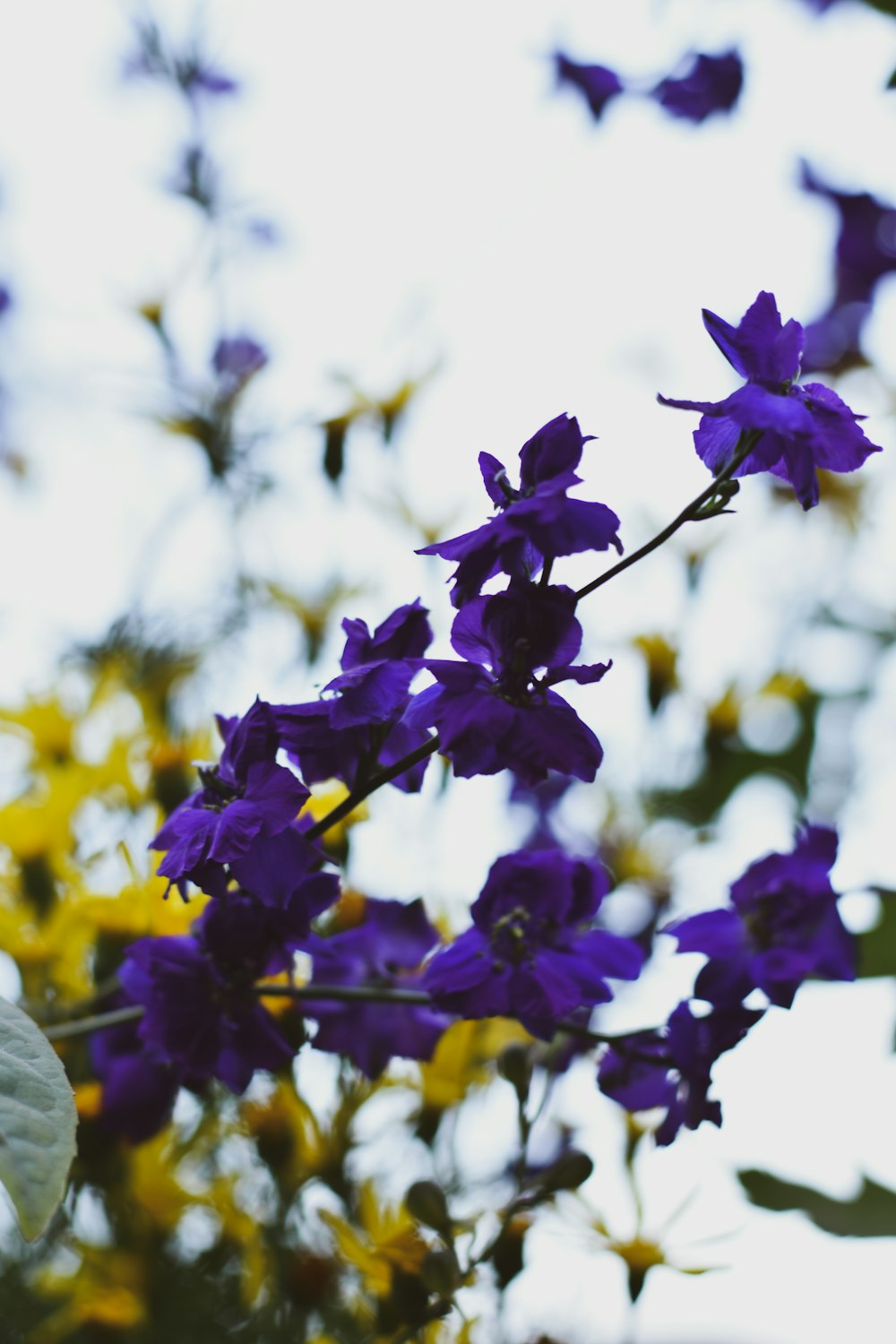 a bunch of purple and yellow flowers on a tree