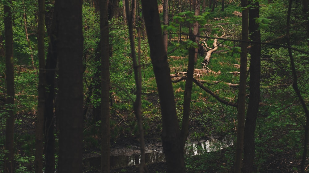 a forest filled with lots of green trees