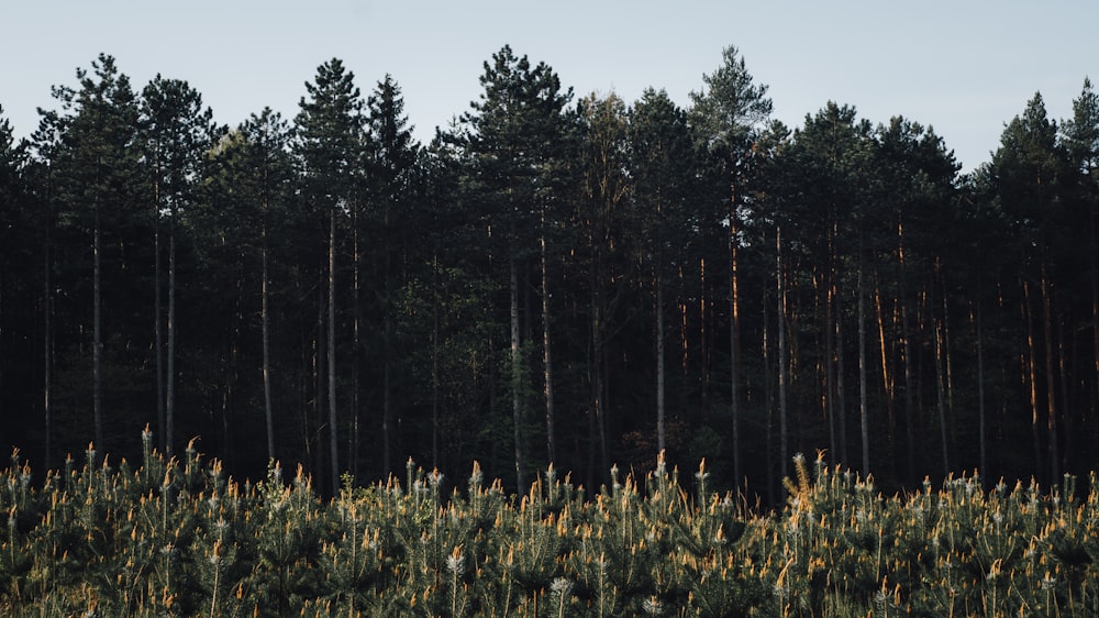 a field of tall grass and trees with a sky background