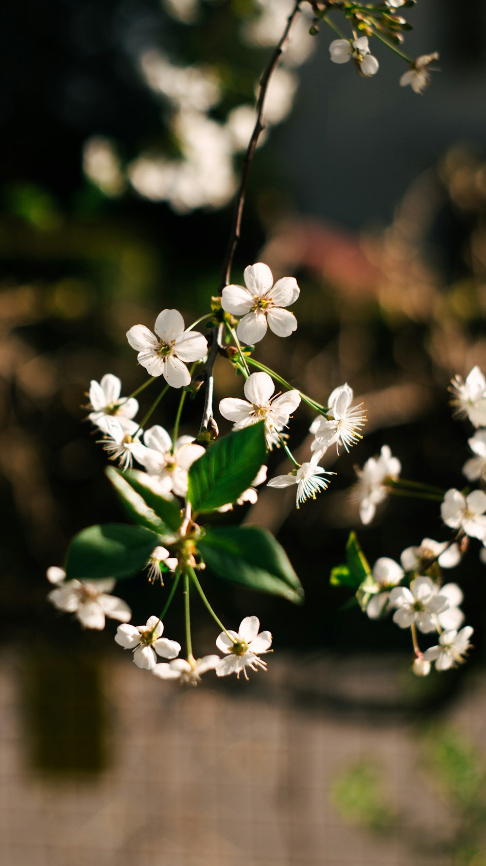 a bunch of white flowers on a tree branch