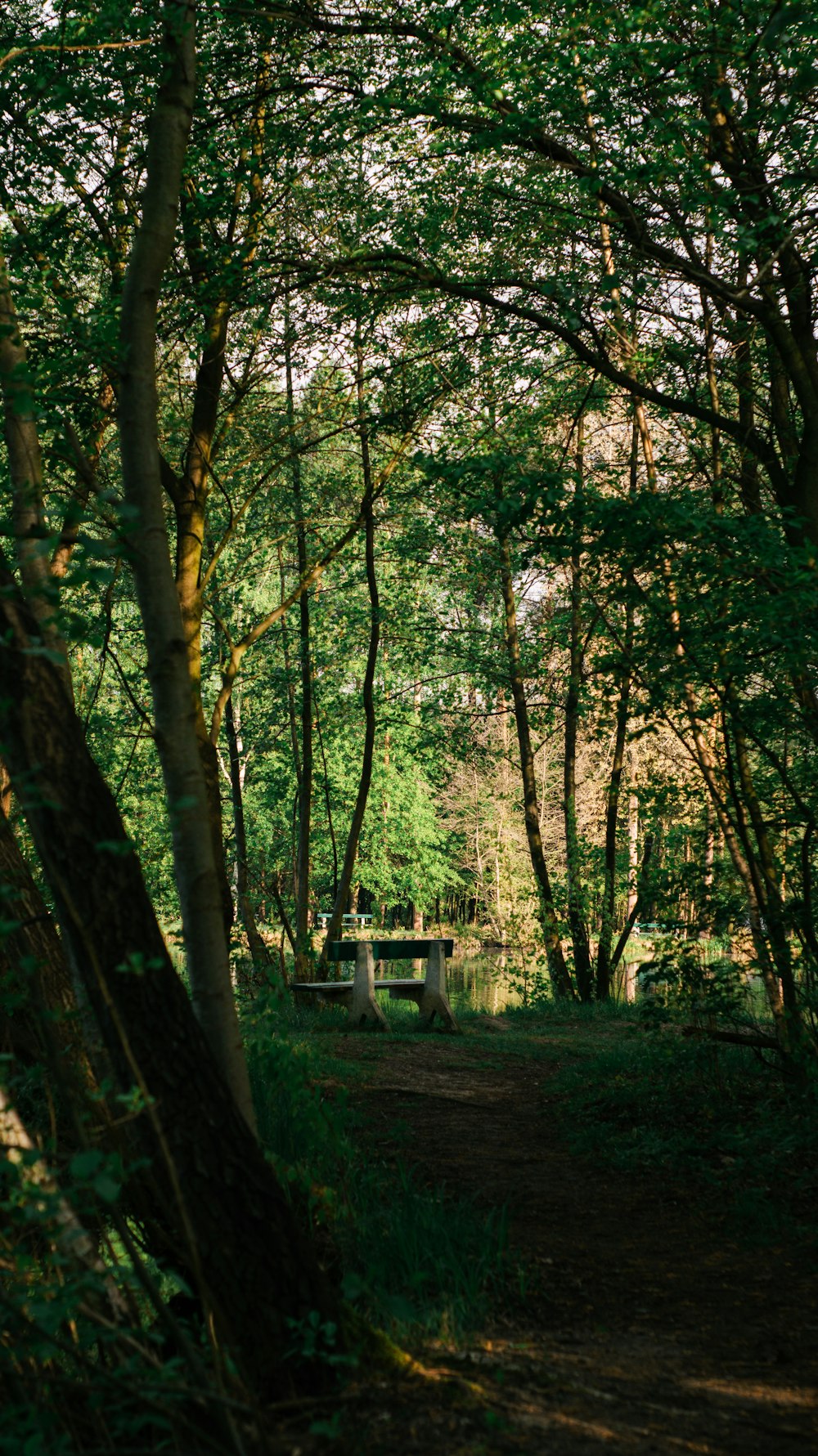 a bench in the middle of a wooded area