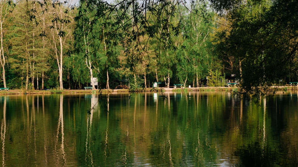 a body of water surrounded by lots of trees