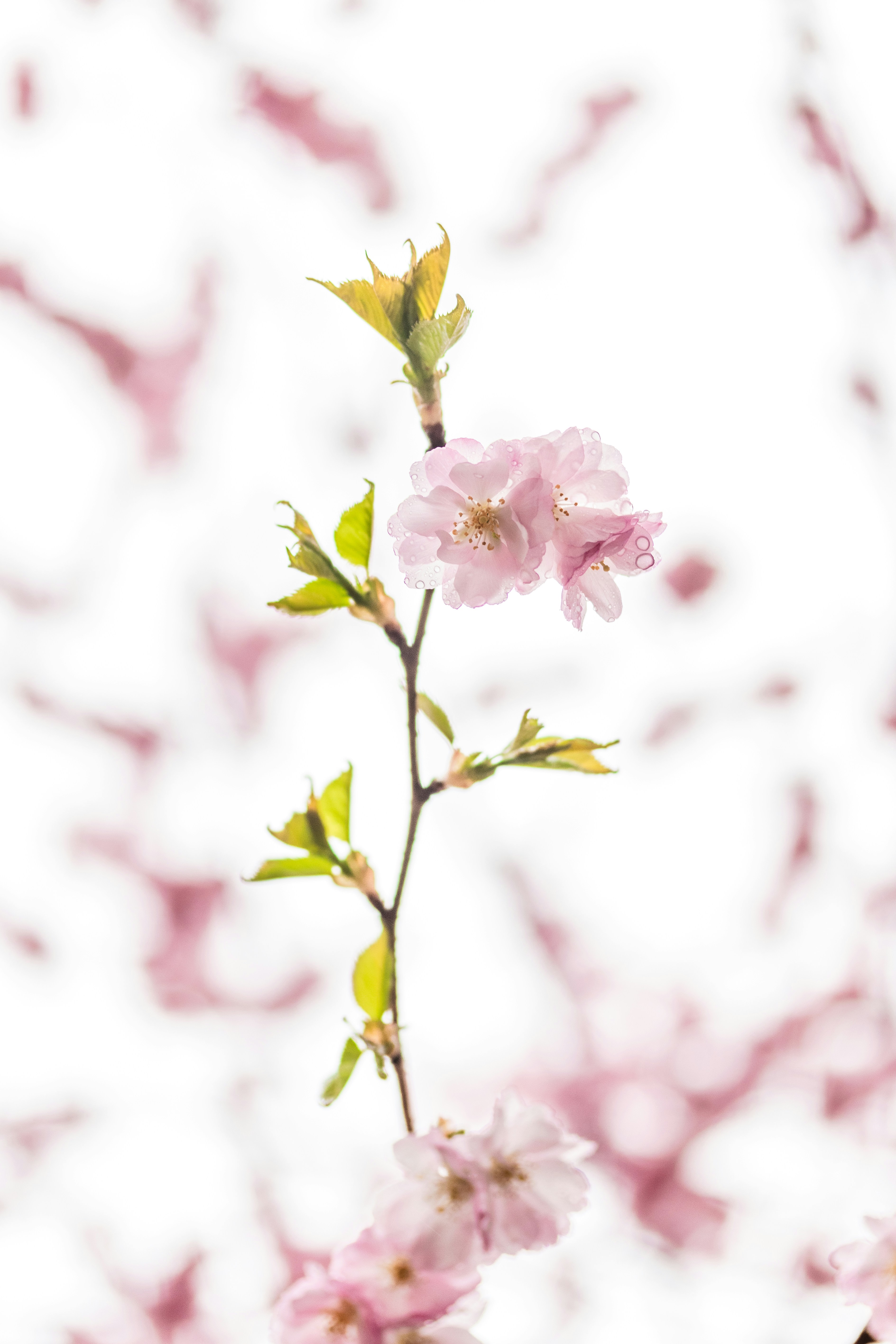 Photo by raedkasrawani