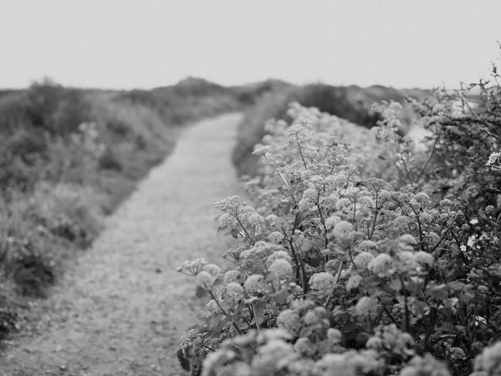 une photo en noir et blanc d’un chemin dans un champ