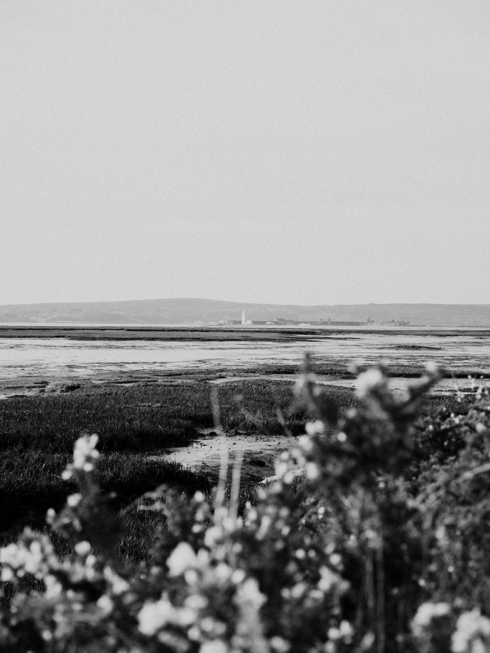 a black and white photo of a field with flowers