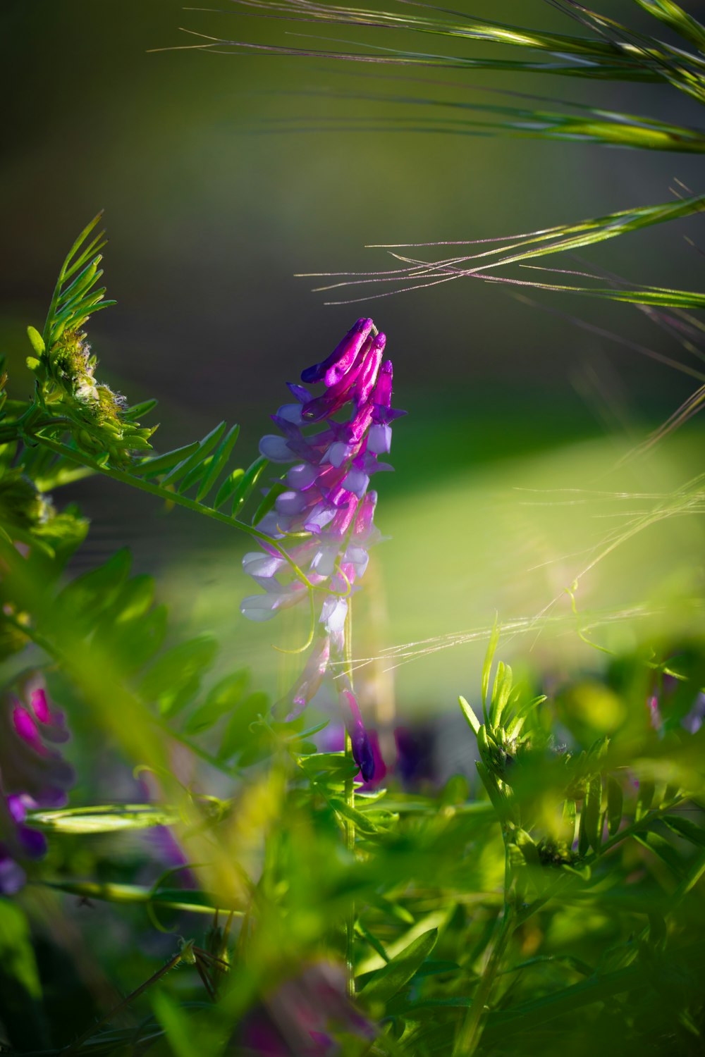 a purple and white flower in a field of grass