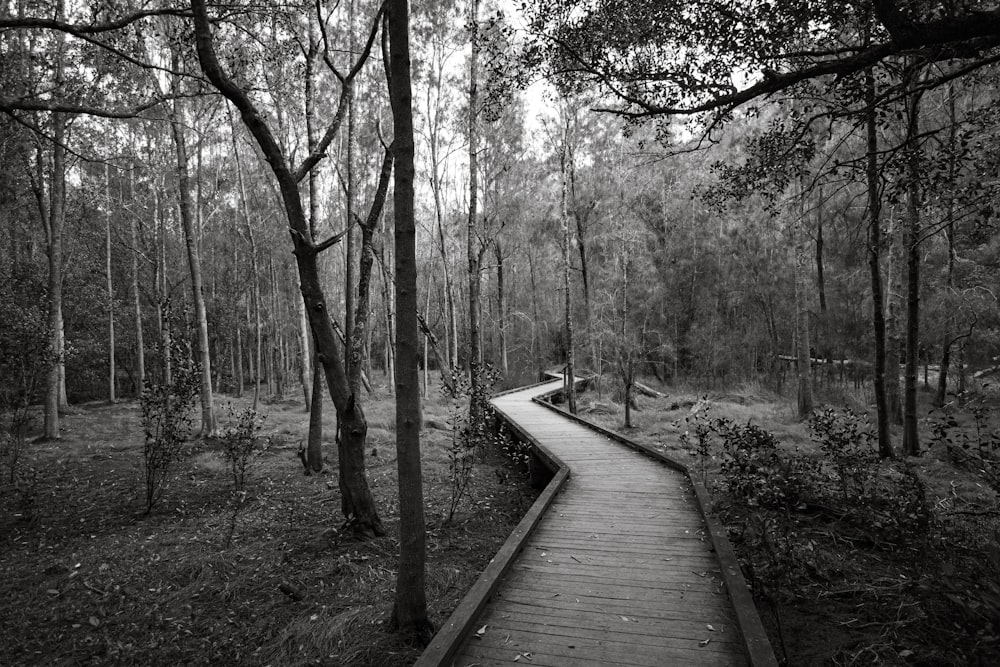 a black and white photo of a boardwalk in the woods