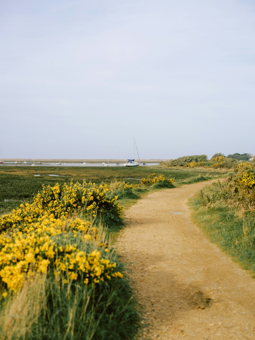 un chemin de terre avec des fleurs jaunes sur le côté