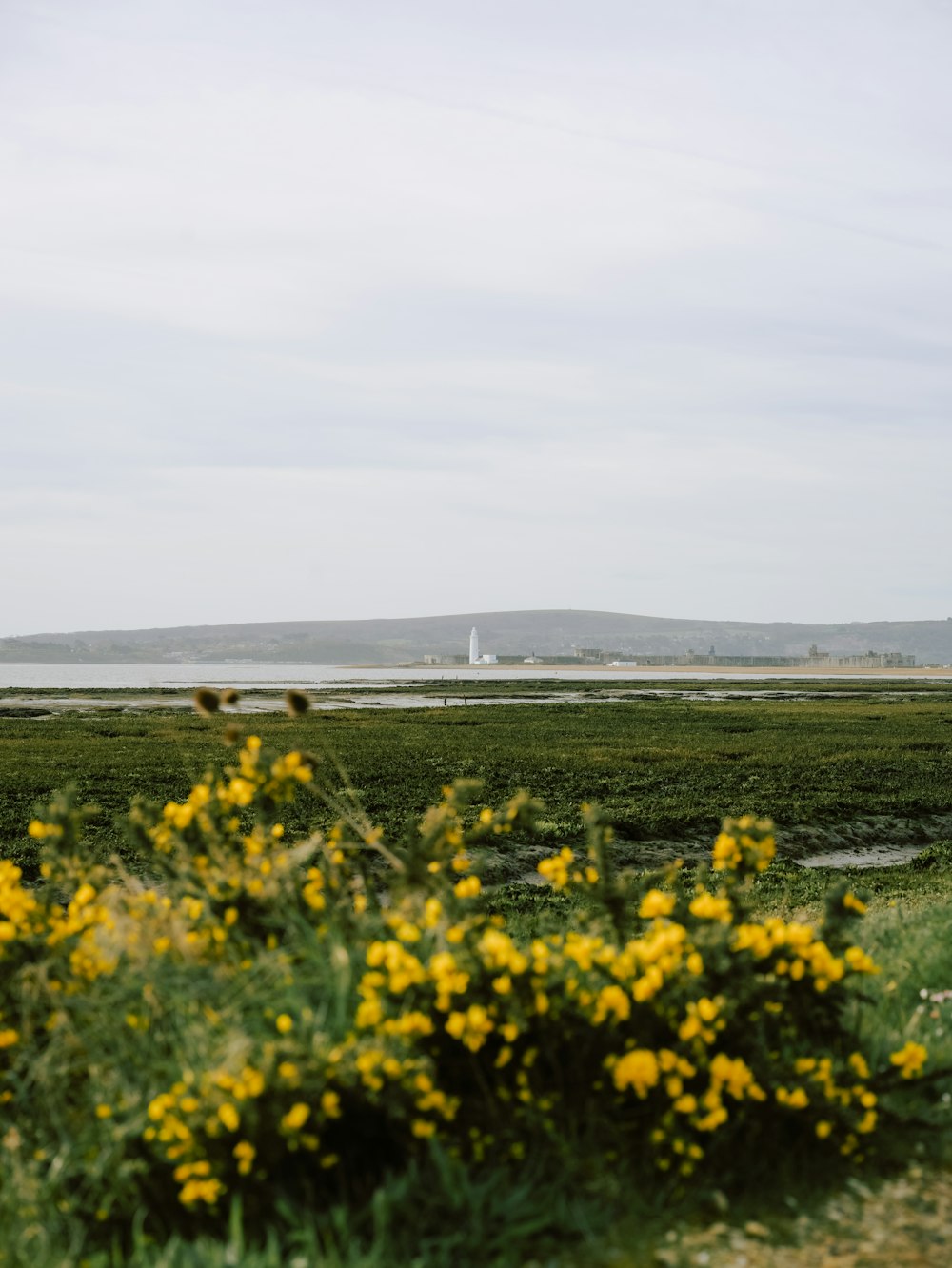 a field with yellow flowers and a lighthouse in the distance