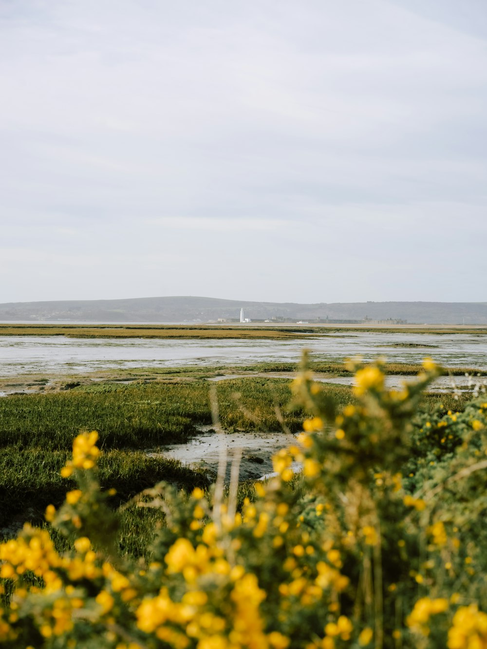 a field with yellow flowers and a lighthouse in the distance