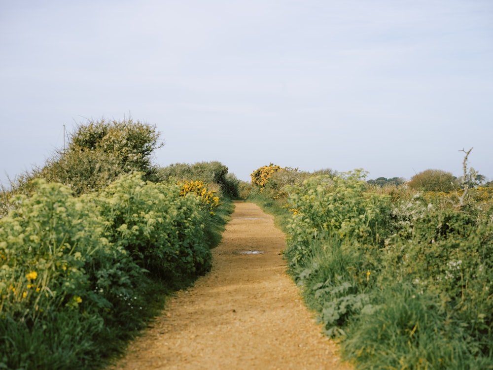 a dirt road surrounded by green bushes and yellow flowers
