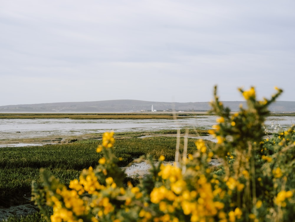 a view of a body of water with yellow flowers in the foreground
