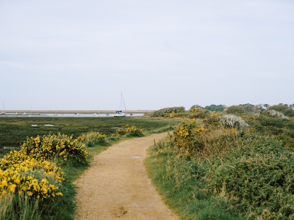 a dirt path in a field with yellow flowers