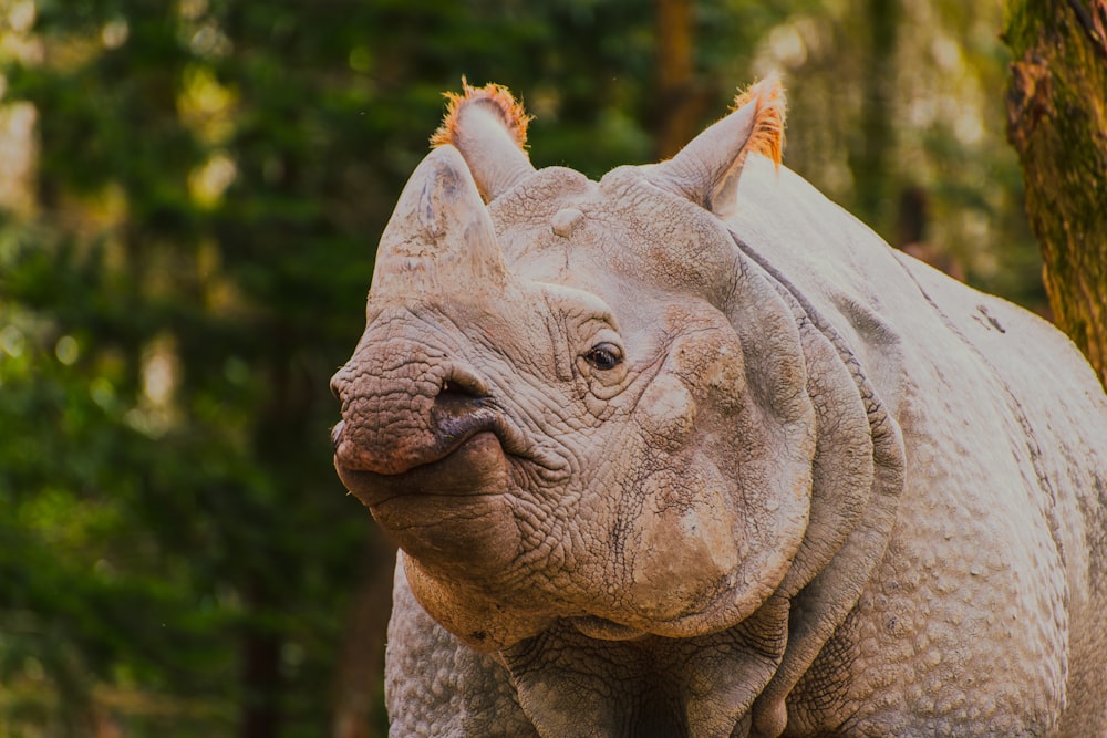 a close up of a rhino near a tree
