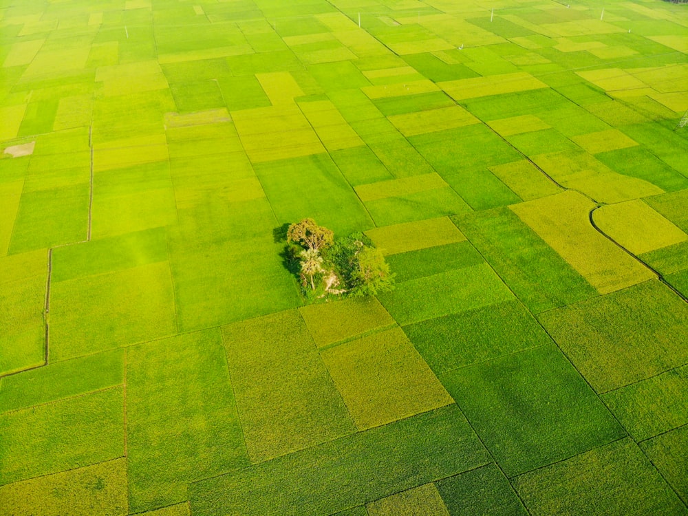 a lone tree in the middle of a green field