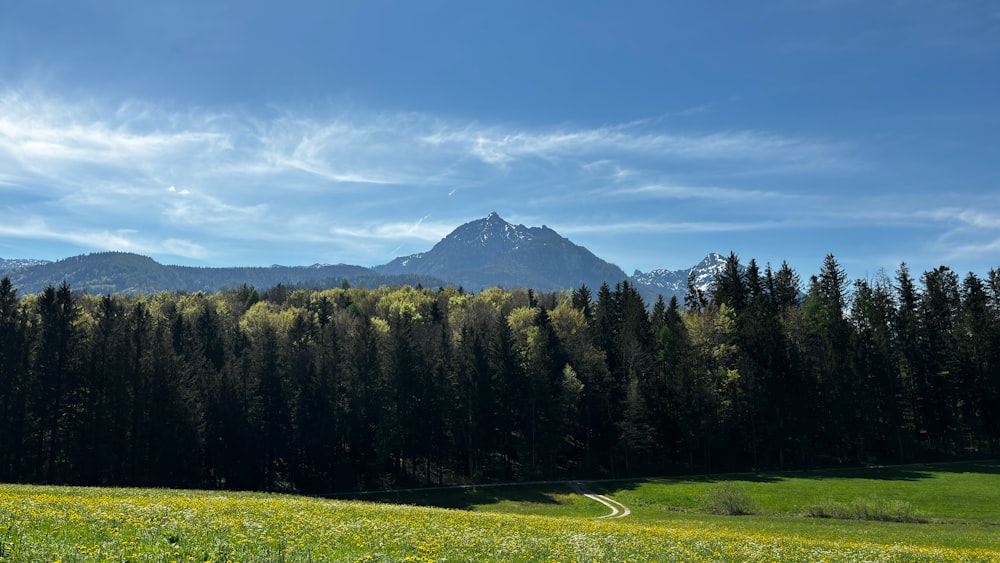 a grassy field with trees and a mountain in the background