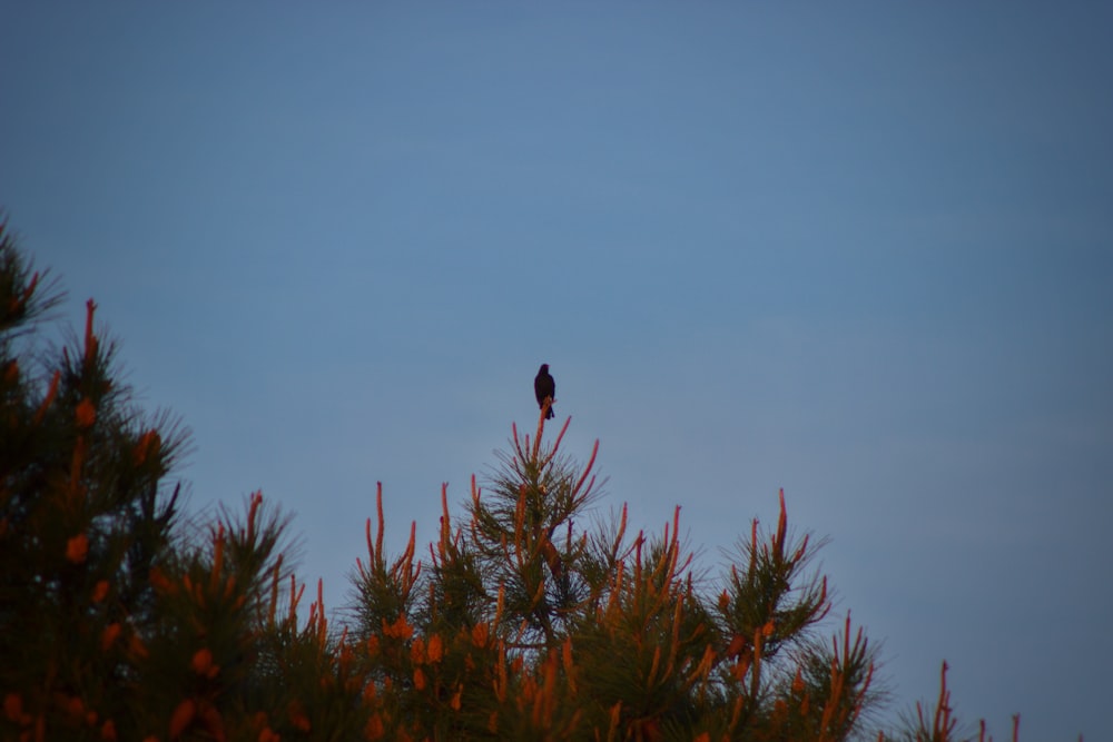 a bird sitting on top of a pine tree