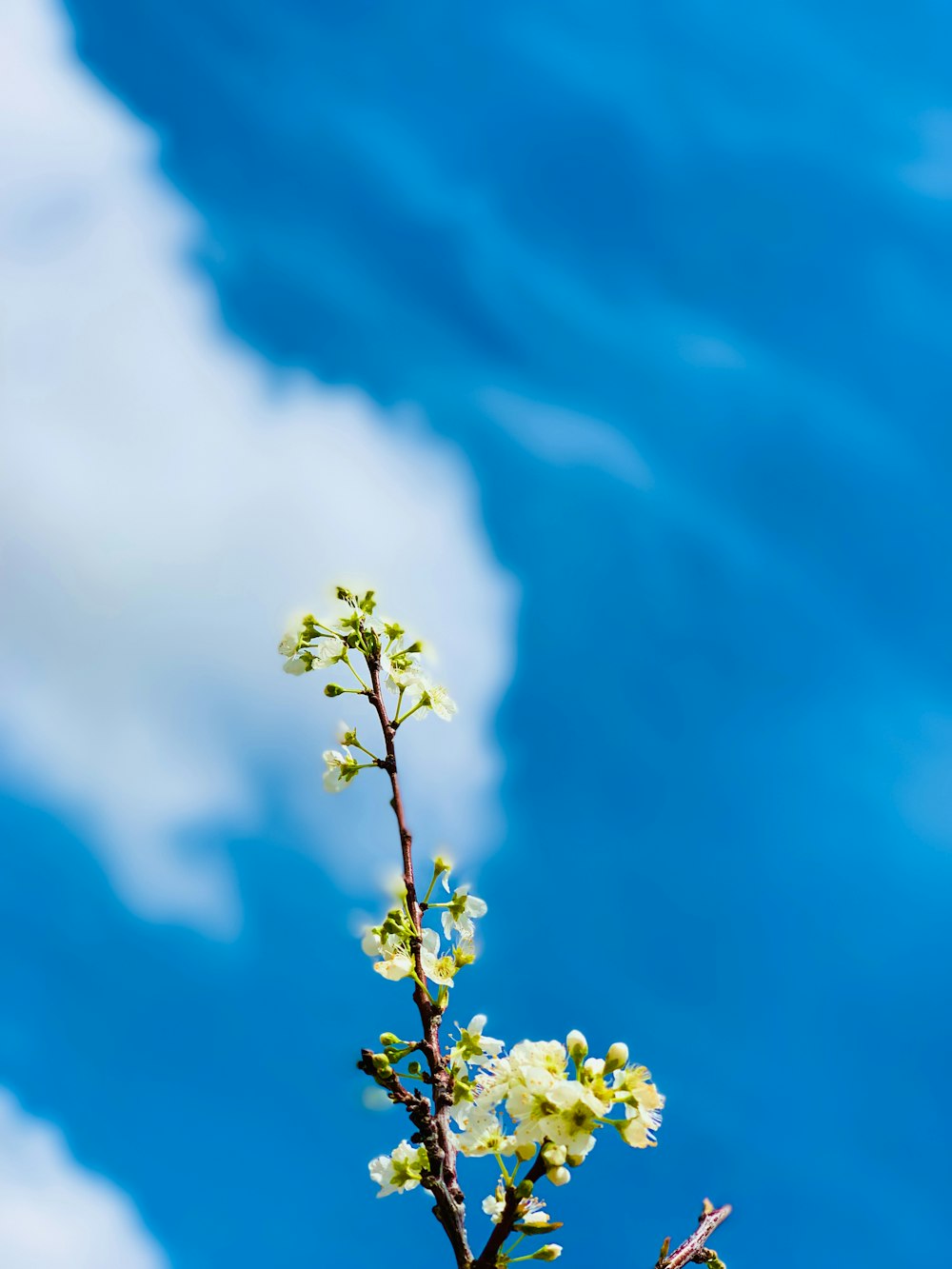 ein Ast mit weißen Blüten vor blauem Himmel