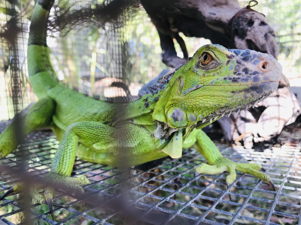 a large green lizard sitting on top of a metal grate