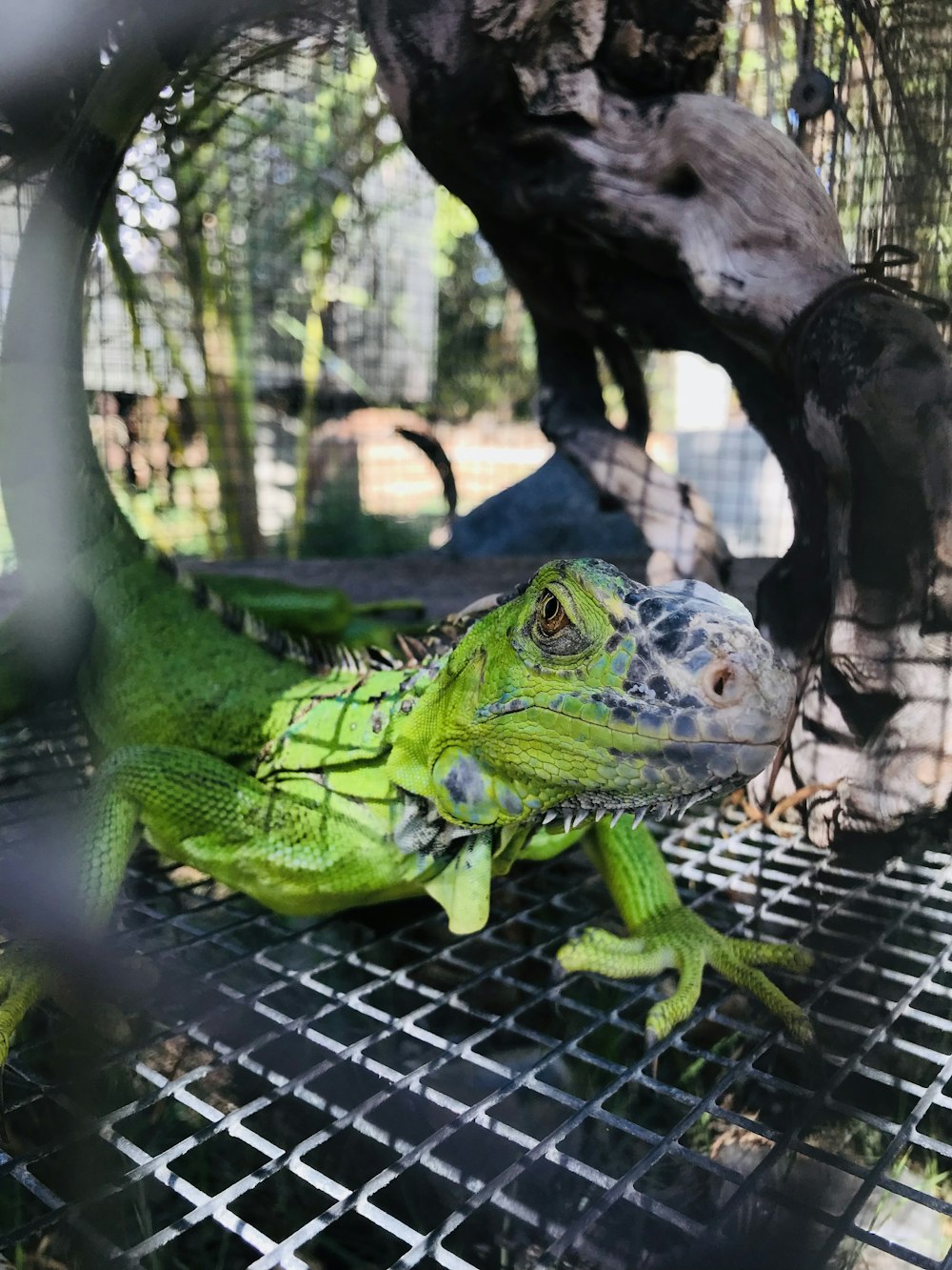 a couple of green lizards sitting on top of a metal grate