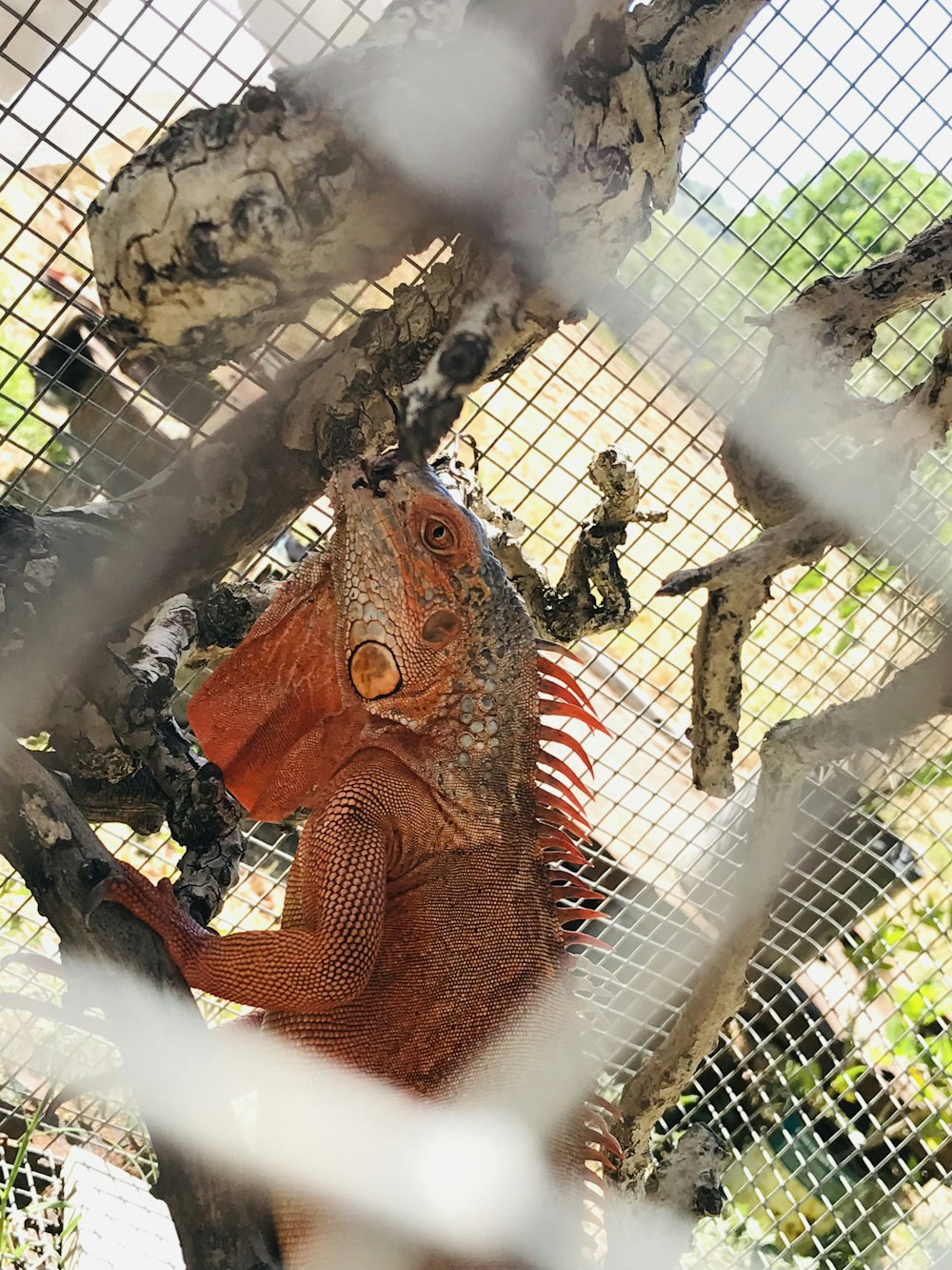 a large red lizard in a caged area