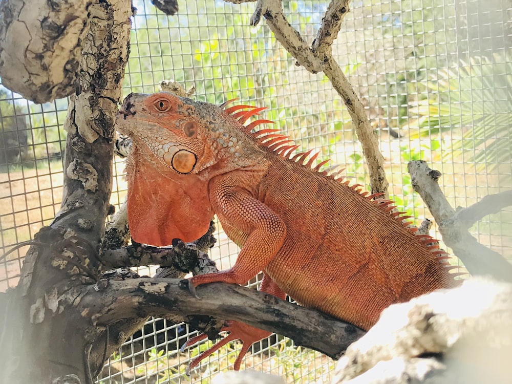 an iguana sitting on a tree branch in a cage