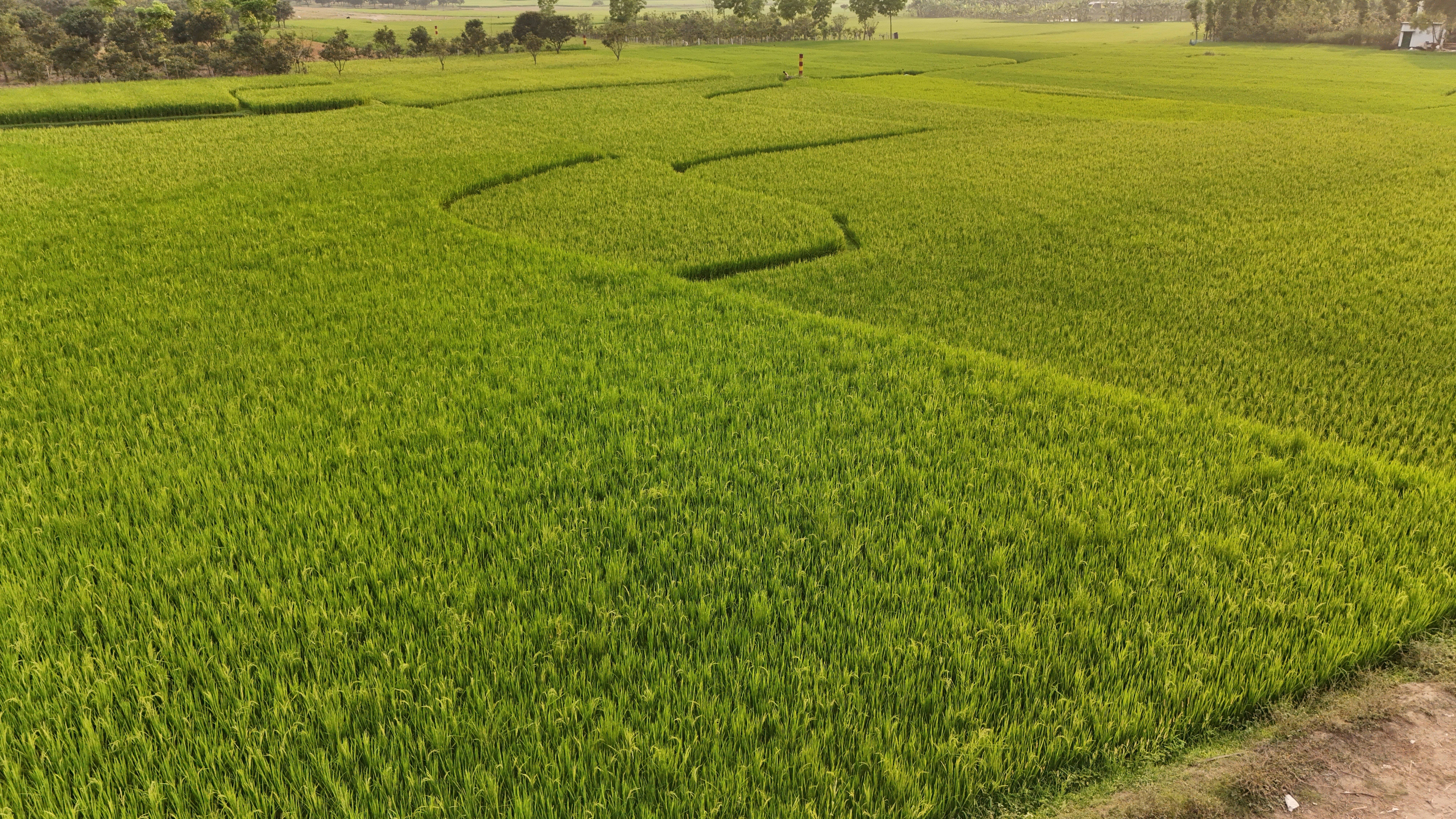 Fresh green plants in a living room improving air quality