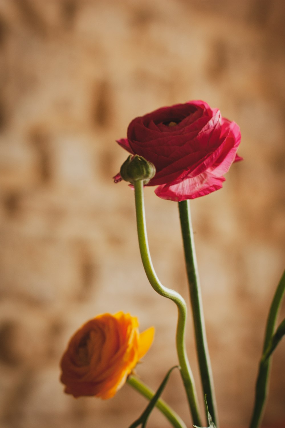 a close up of two flowers in a vase