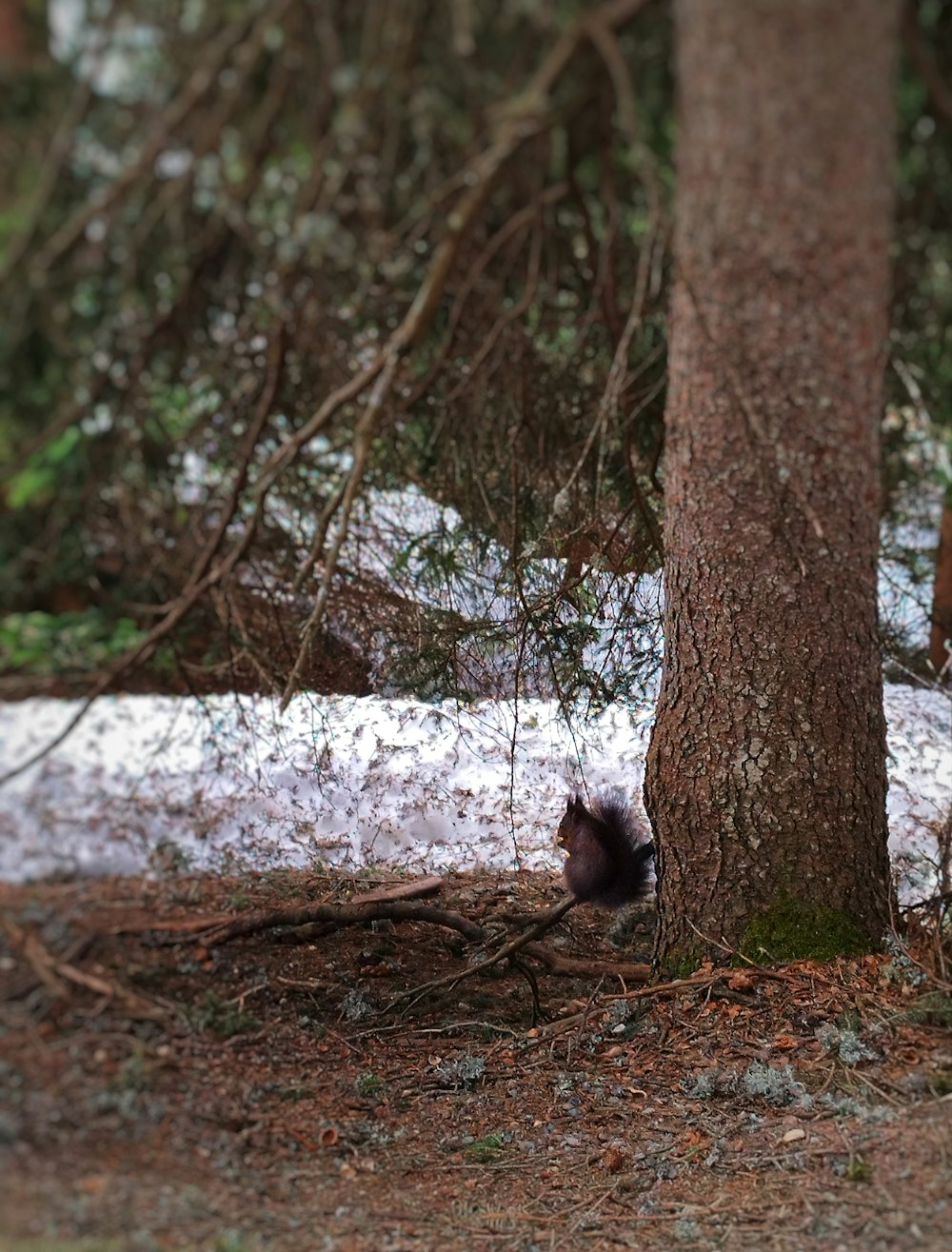 a squirrel hiding behind a tree in the woods