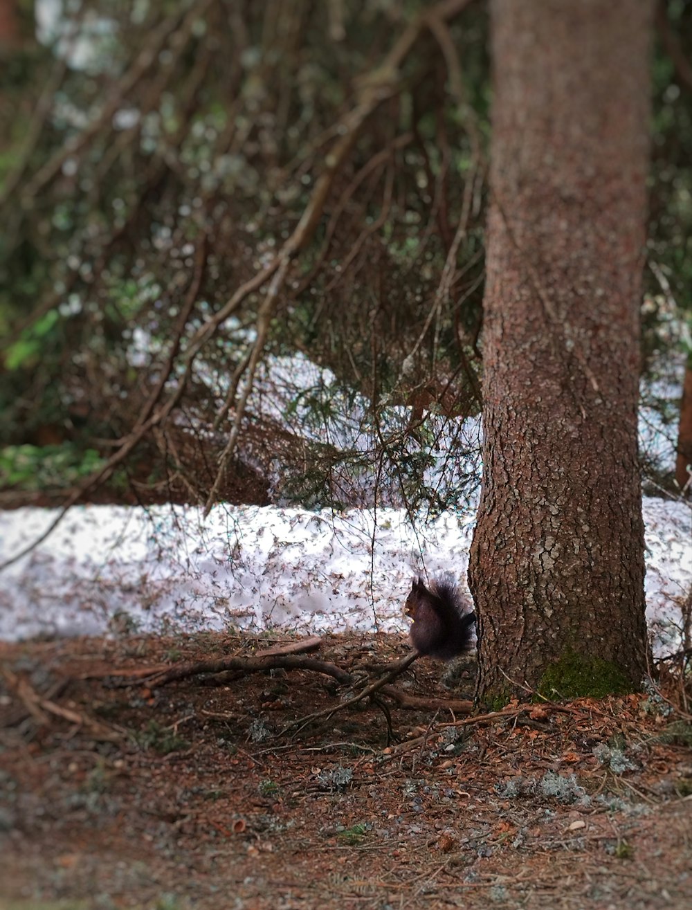 ein Eichhörnchen, das sich hinter einem Baum im Wald versteckt