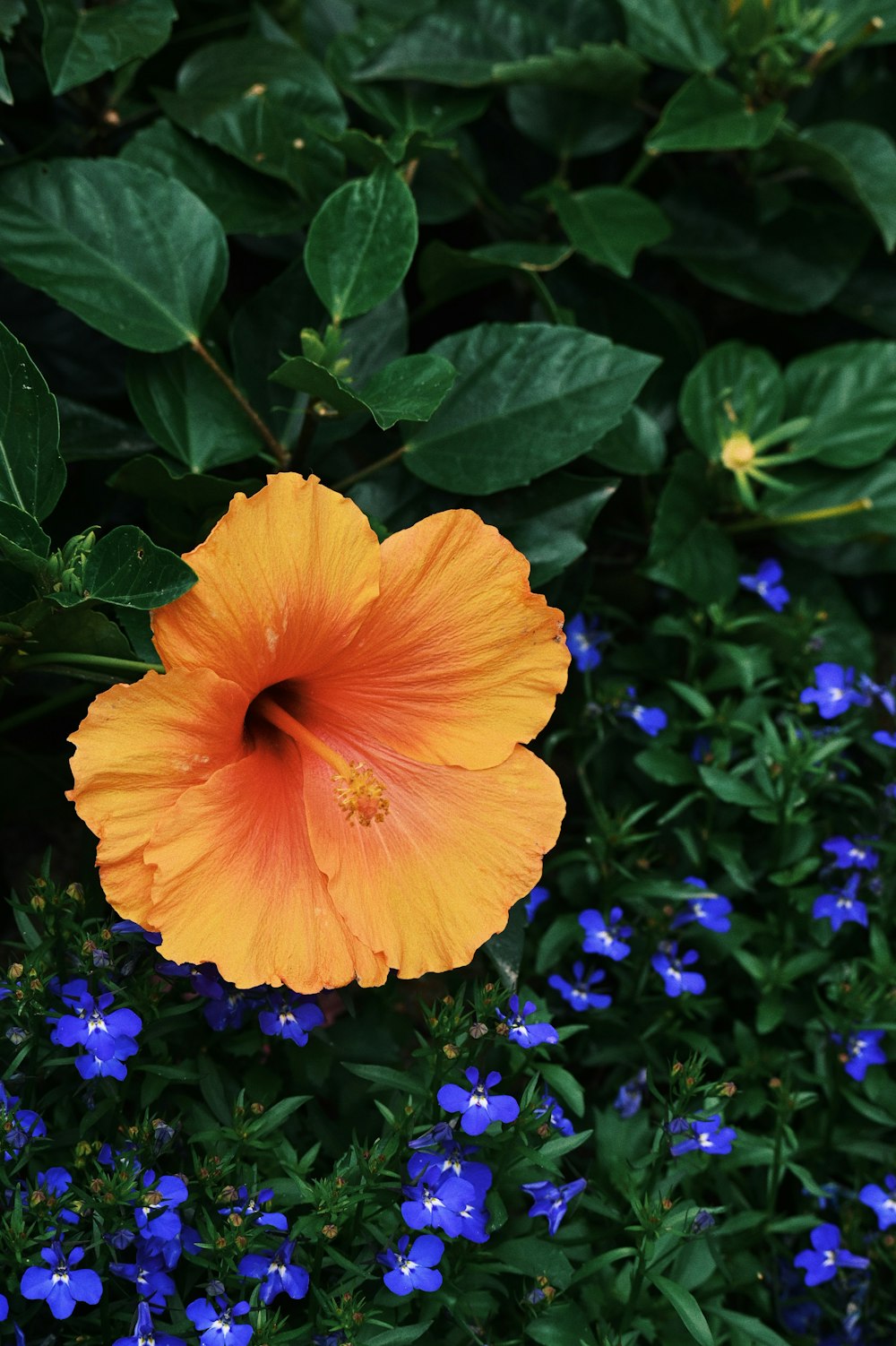 a large orange flower surrounded by blue flowers