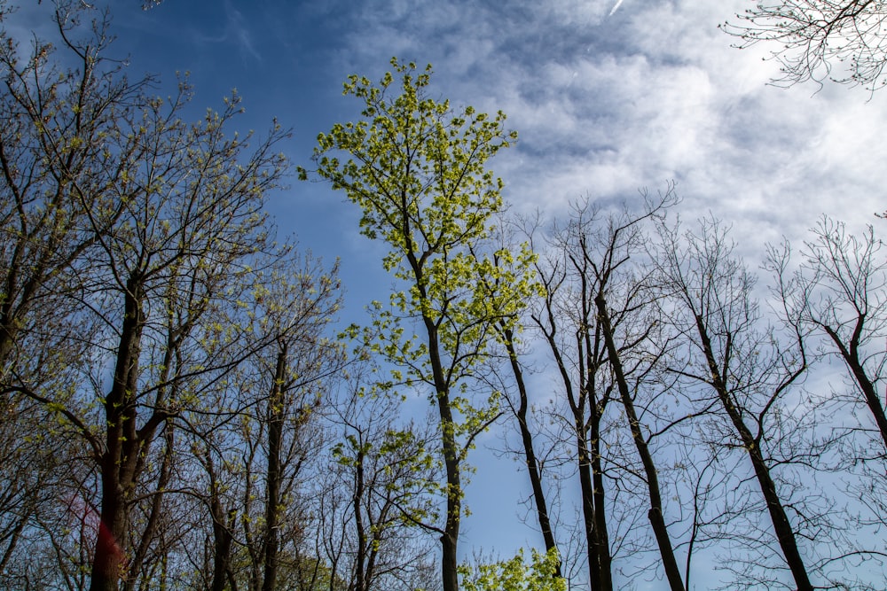 a group of trees that are next to each other