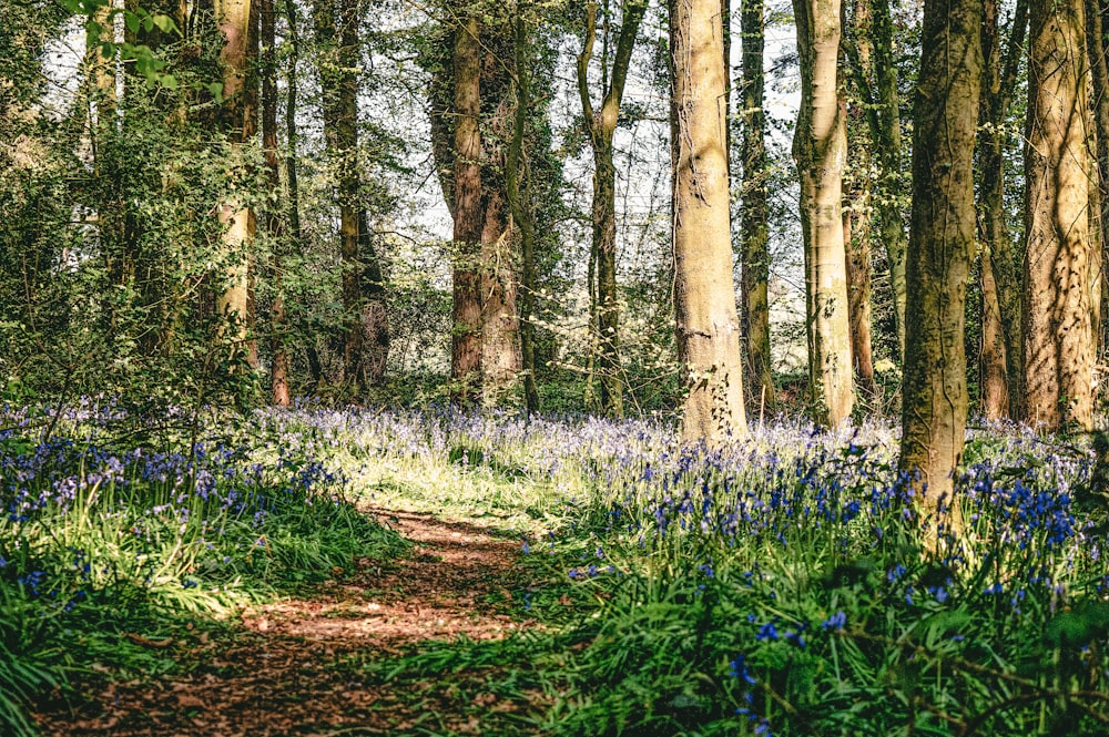 a path through a forest filled with bluebells
