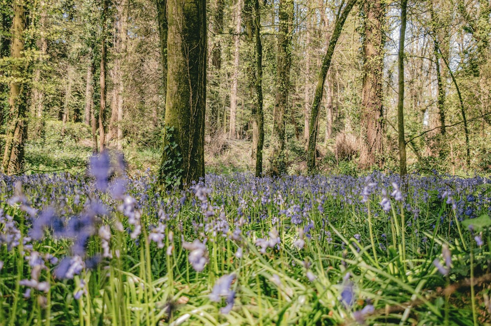 a forest filled with lots of purple flowers