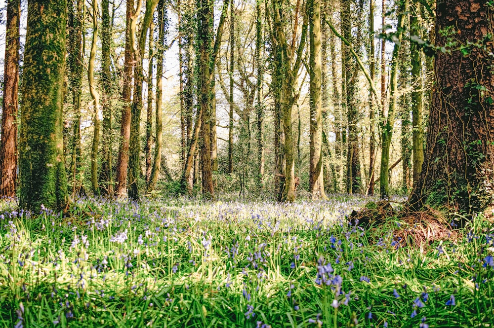 a forest filled with lots of trees and bluebells