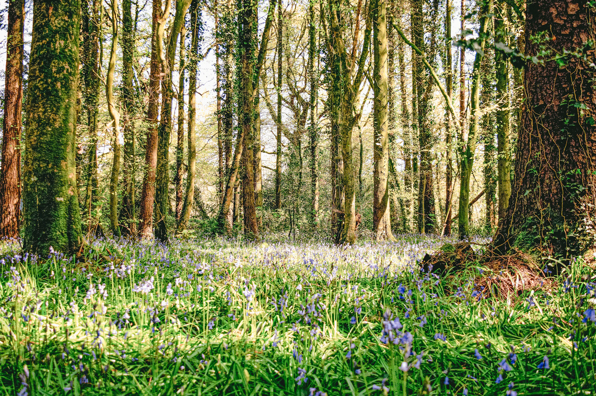 Huntington Castle wedding venue, Carlow, Ireland