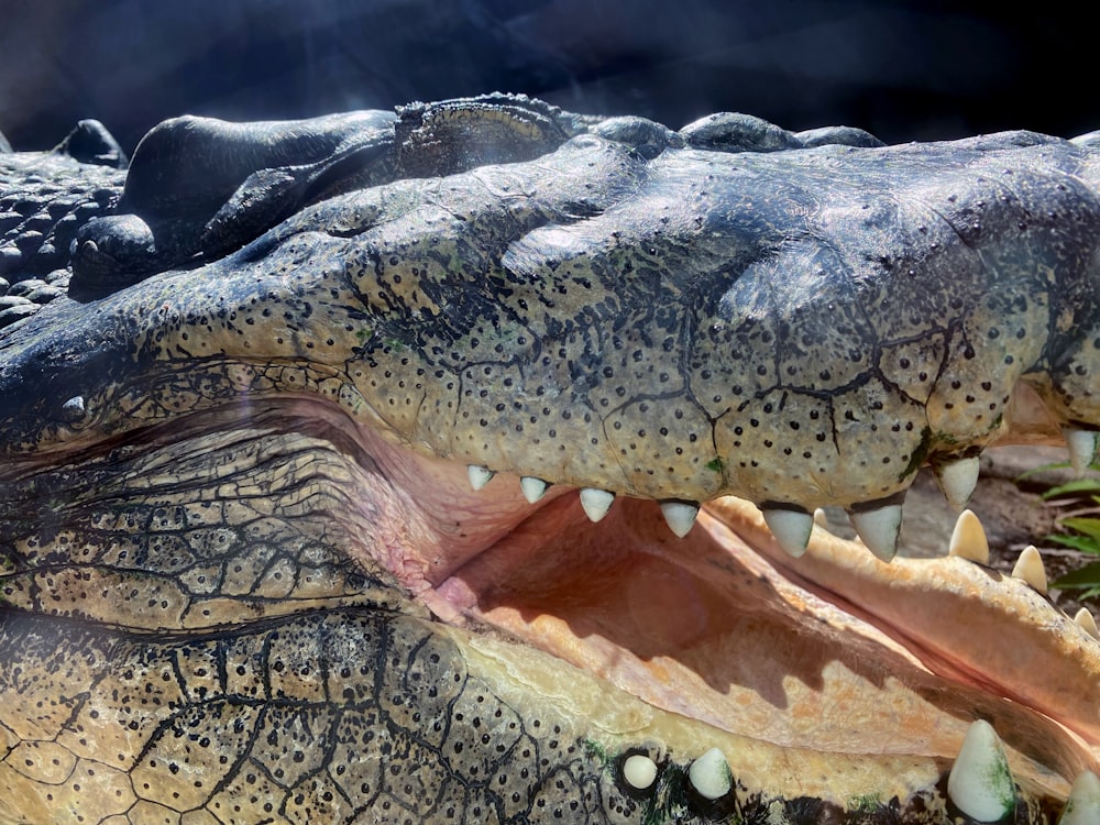 a close up of an alligator's teeth and mouth