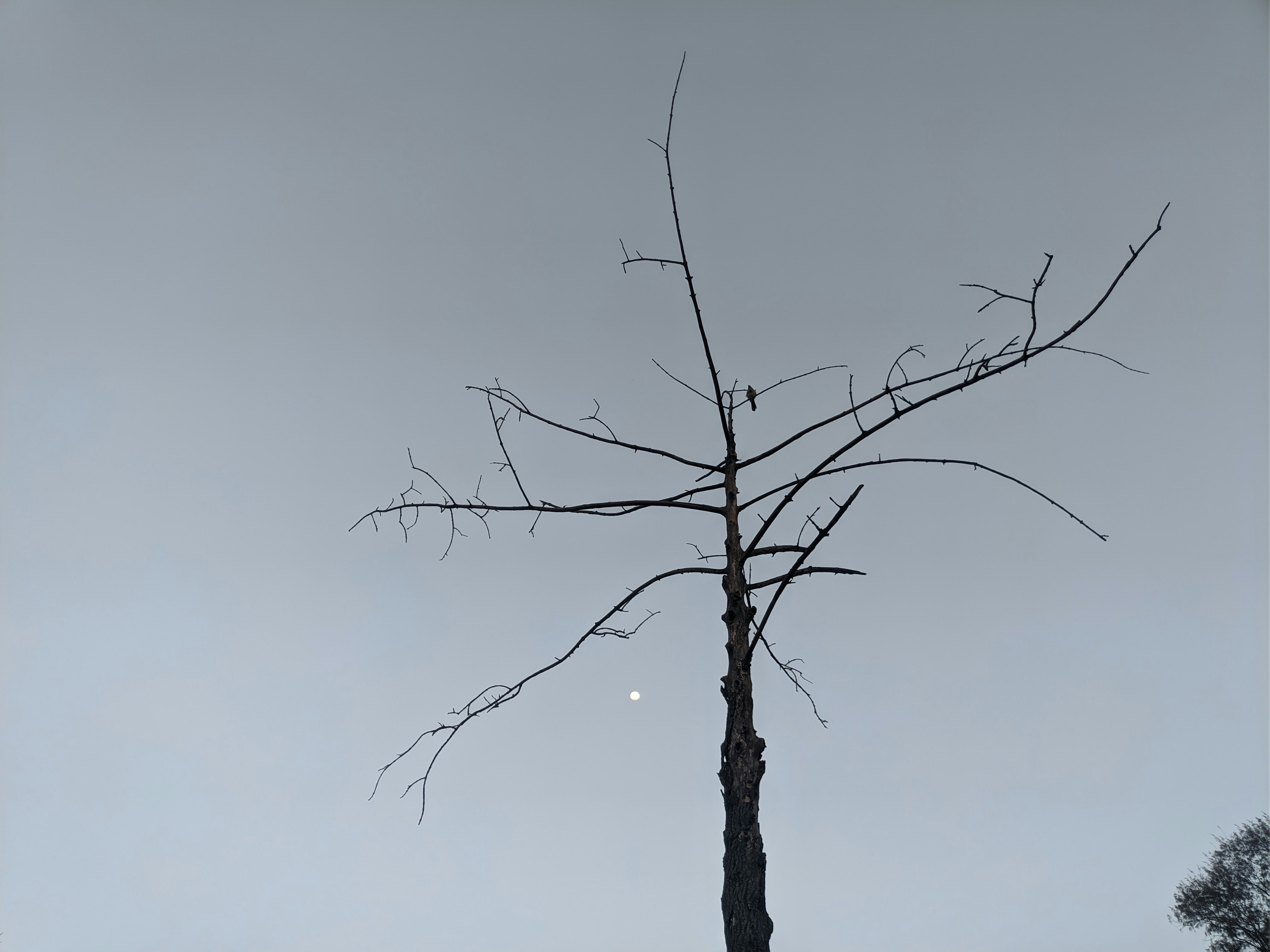 a bare tree with a half moon in the background