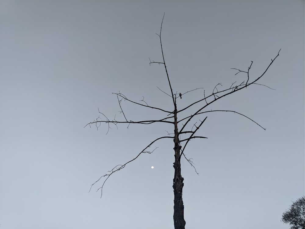 a bare tree with a half moon in the background