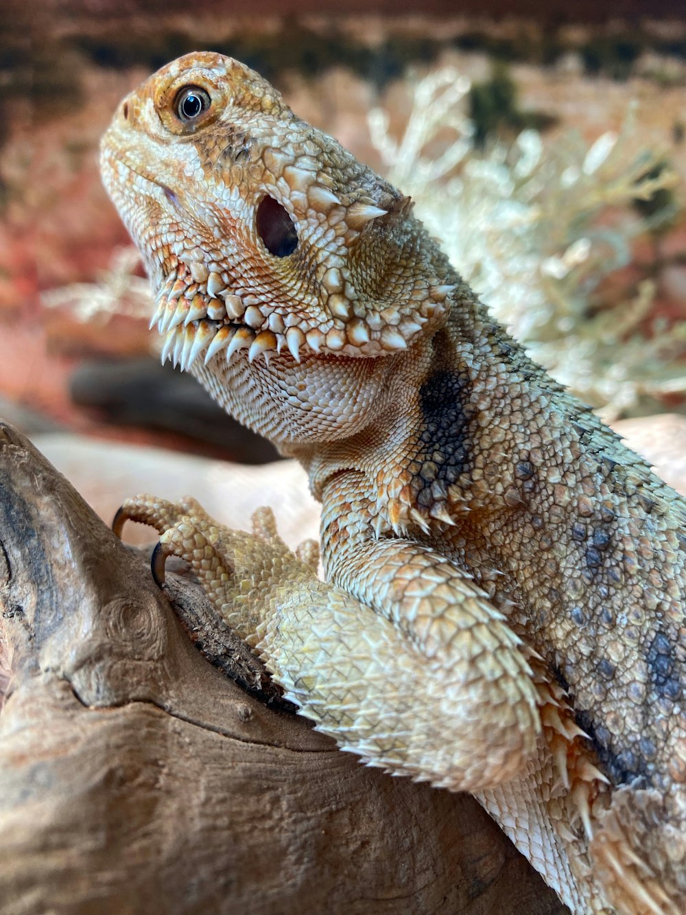 a close up of a lizard on a log
