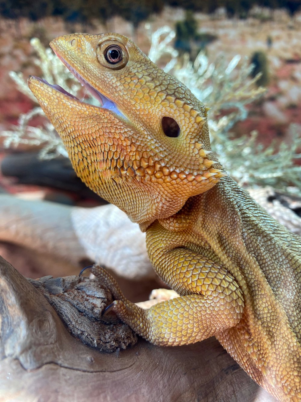 a close up of a lizard on a branch