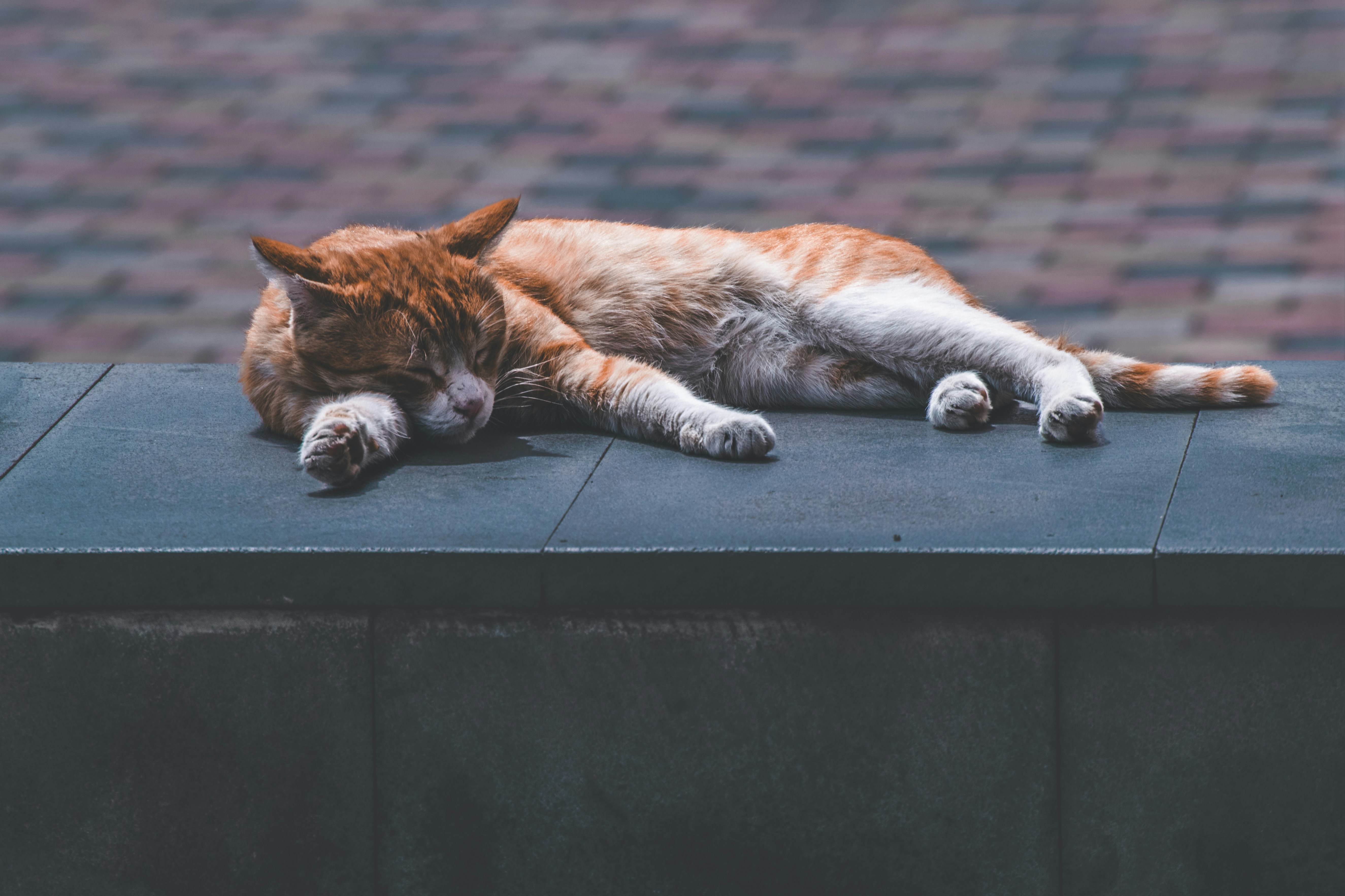 Photo by joejojoestar