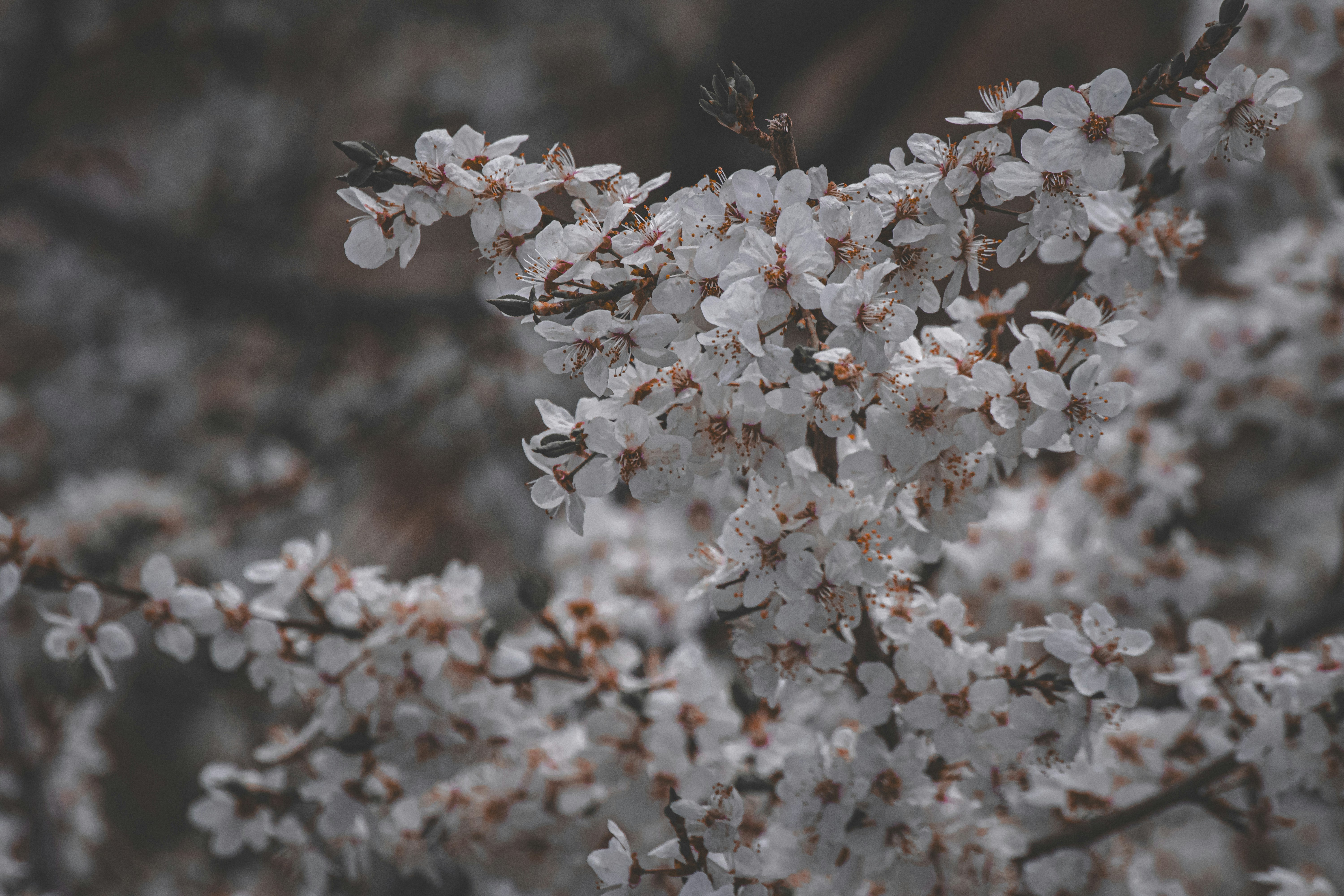 Photo by joejojoestar