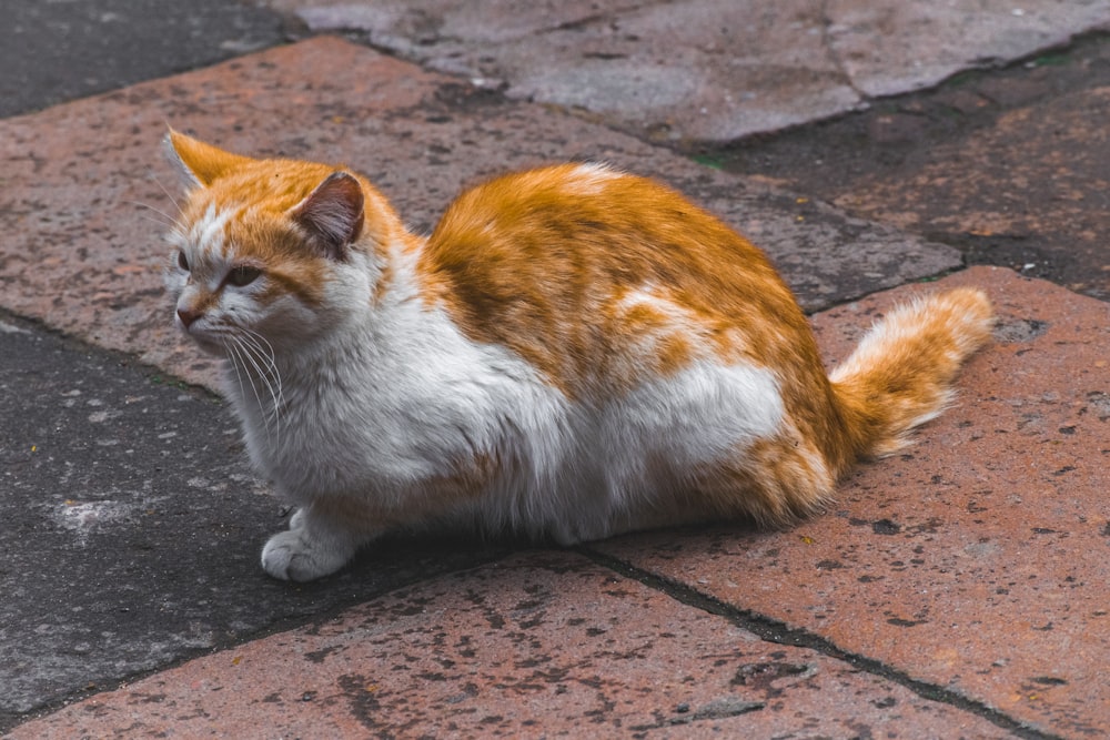 an orange and white cat sitting on the ground