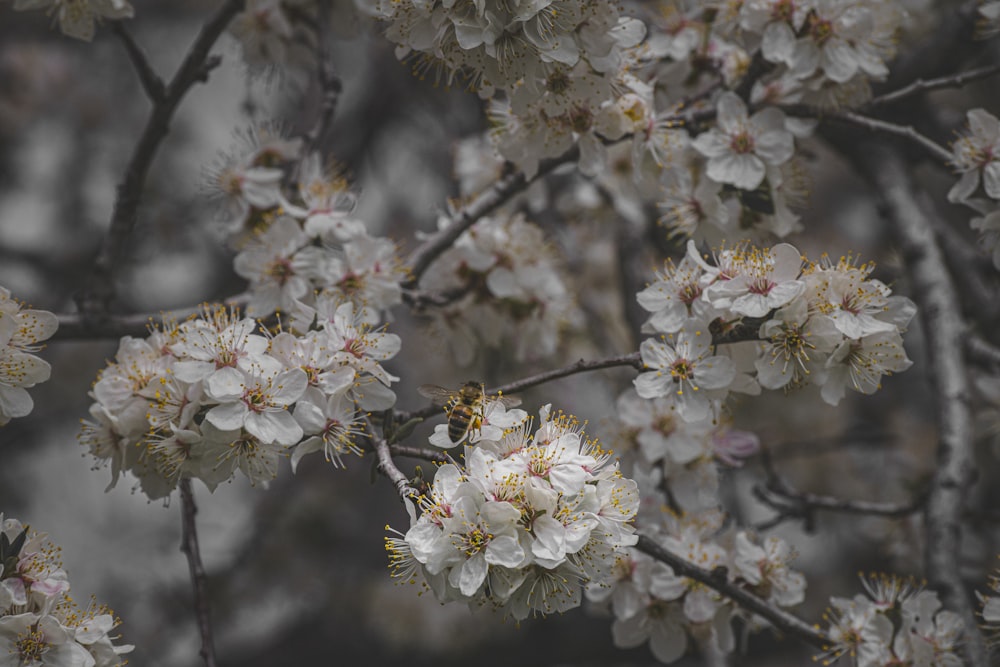 a bunch of white flowers that are on a tree