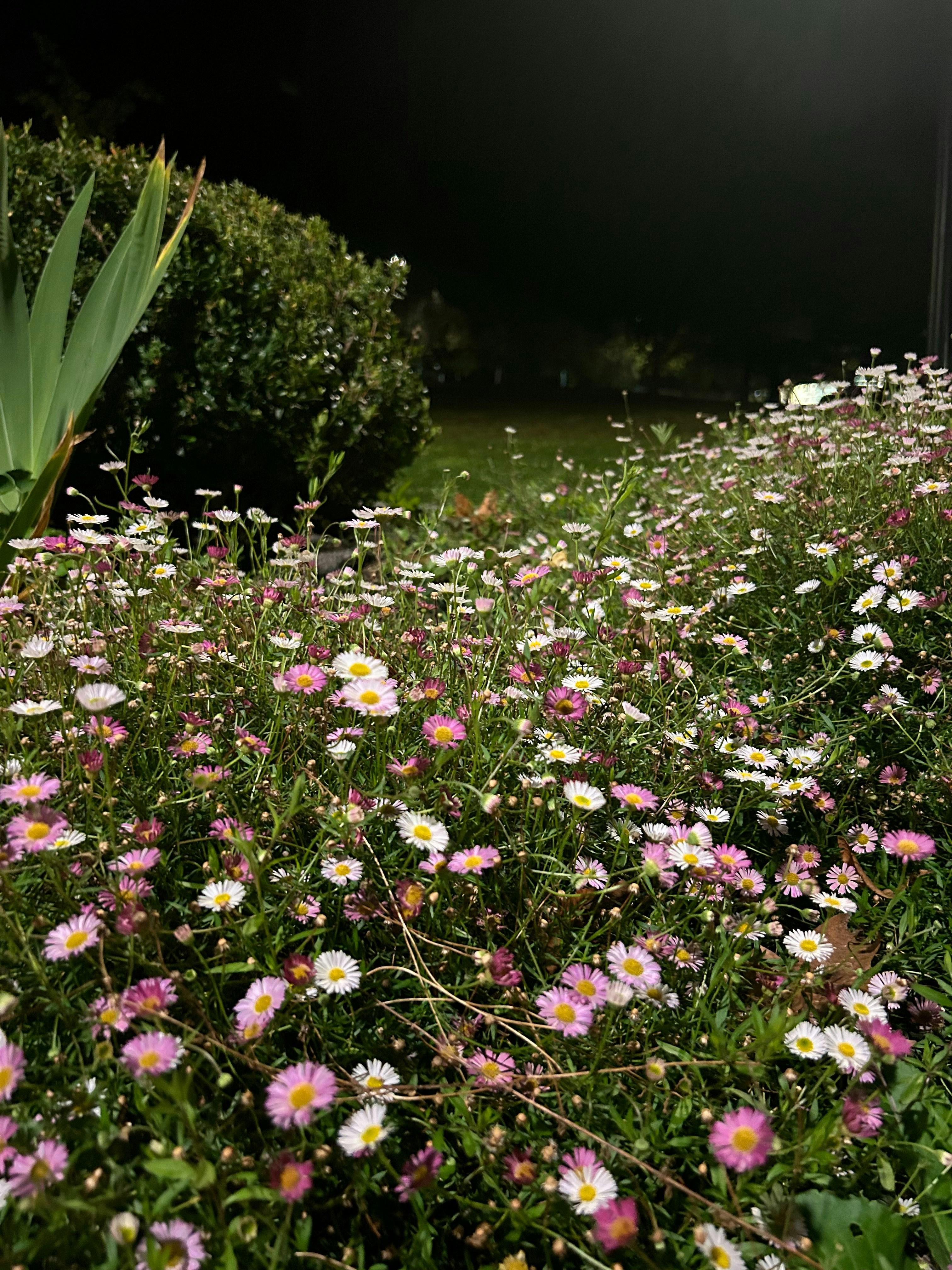 a field of wildflowers in the middle of the night