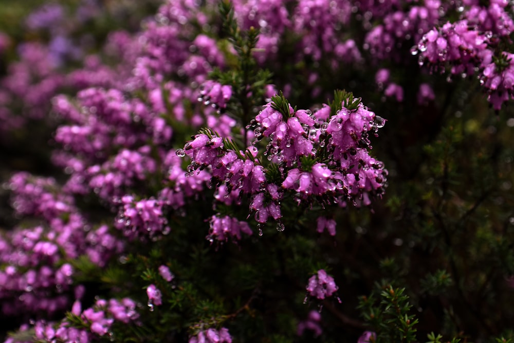 a close up of a bunch of purple flowers