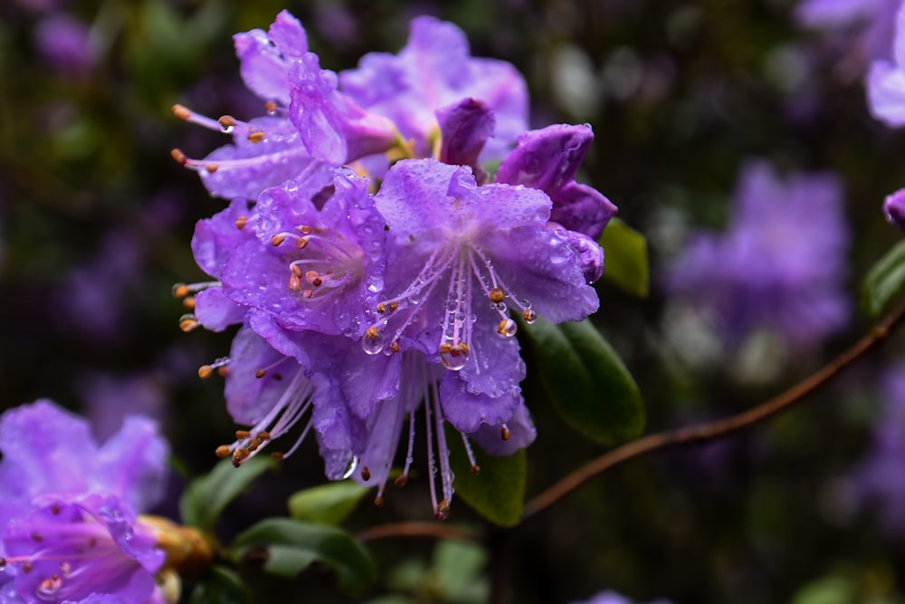 a close up of purple flowers with water droplets on them