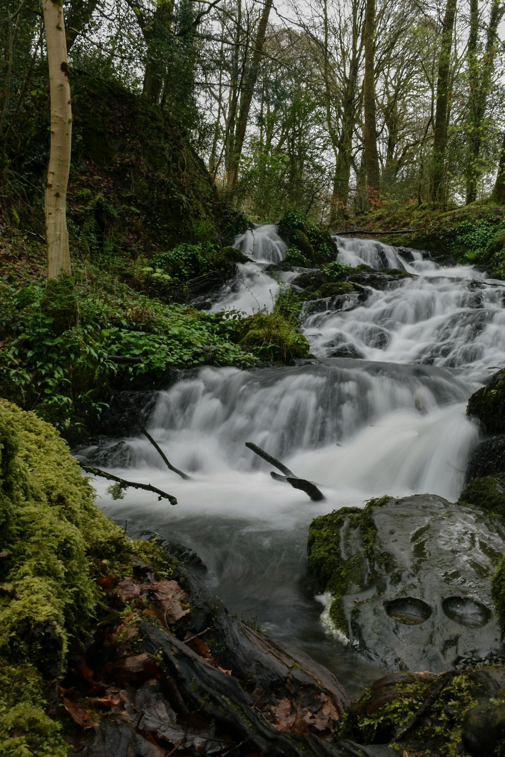 a stream running through a lush green forest